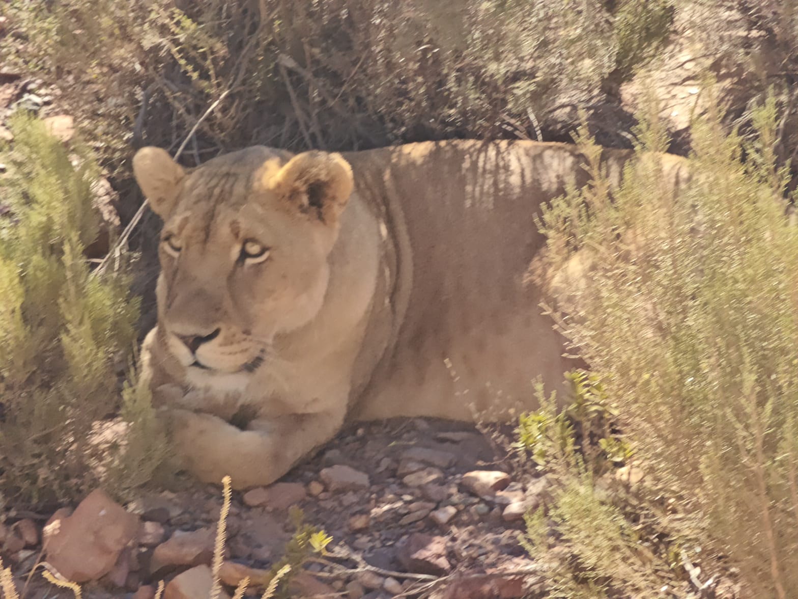 Aquila Game Reserve - Safari 48